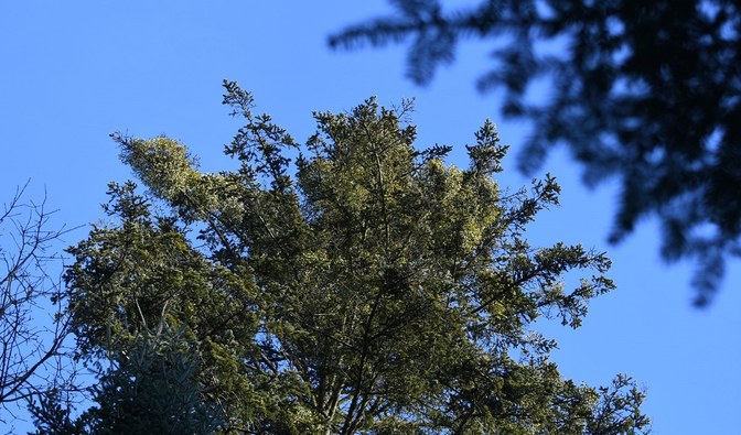 Na zdjęciu widać kule jemioły rosnące na drzewie iglastym, jodle/ Fot. Edyta Nowicka