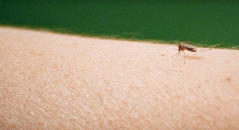 Na zdjęciu jest widoczny owad, komar, siedzący na ręce/ Fot. Michał Wieciech, Nadleśnictwo Niepołomice